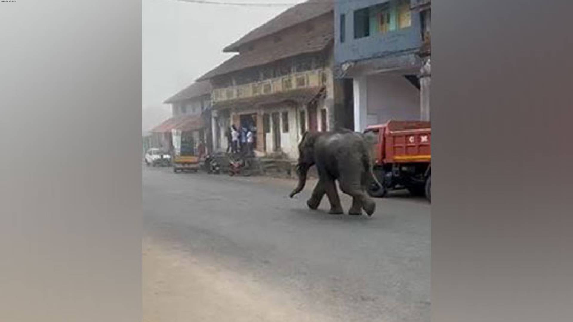 Wild elephant enters residential locality in Karntaka's Kodagu district, triggers panic